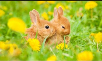 Chiêm bao thấy con thỏ ẩn chứa ý nghĩa, điềm báo gì