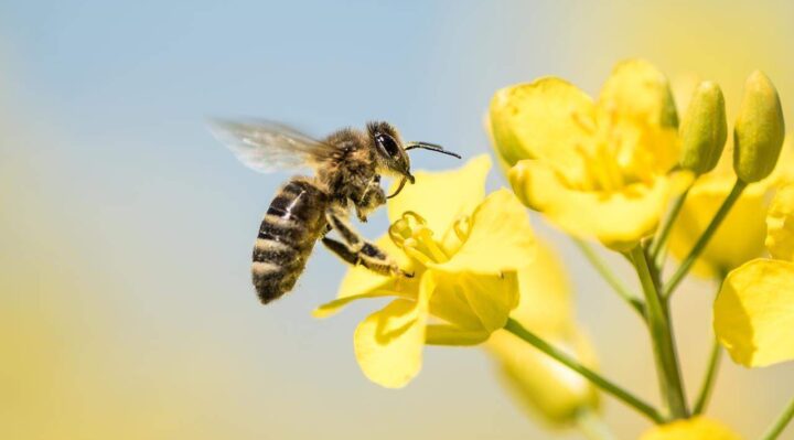 Nằm Mơ Thấy Ong Đánh Con Gì? Giải Mã Giấc Mơ Về Ong