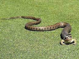Ngủ mộng thấy rắn đuổi theo mình đánh số gì ?