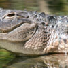 Giấc mơ thấy cá sấu là điềm báo gì, lành hay dữ?