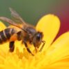 Ngủ mơ thấy ong đánh con gì? – Ý nghĩa giấc mơ bị ong đốt