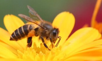 Ngủ mơ thấy ong đánh con gì? – Ý nghĩa giấc mơ bị ong đốt