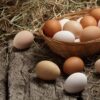 Giải Mã Ý Nghĩa Mơ Thấy Trứng Gà Và Đánh Con Gì Ăn Chắc?