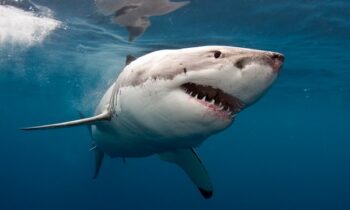 Giấc mơ thấy cá mập mang điềm báo gì? Nên đánh con gì?