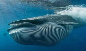Giấc mơ thấy cá voi là điềm báo gì? Đánh con số nào?