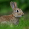 Mơ thấy con thỏ là điềm báo gì? Chọn đề số nào phát tài?