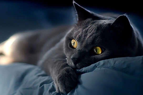 Mơ thấy mèo đen đánh con gì?