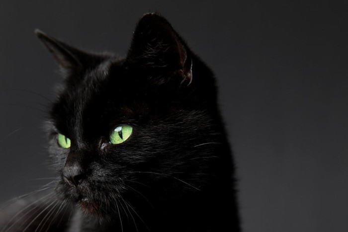 Mơ thấy mèo đen tốt hay xấu?