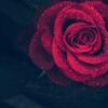 Nằm mơ thấy hoa hồng có ý nghĩa gì? Con số may mắn