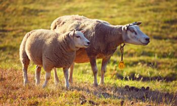 Nằm mơ thấy cừu có ý nghĩa gì? Con số may mắn