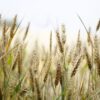 Nằm mơ thấy lúa mì có ý nghĩa gì? Con số may mắn