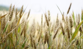 Nằm mơ thấy lúa mì có ý nghĩa gì? Con số may mắn