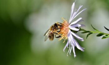 Nằm mơ thấy ong có ý nghĩa gì? Điềm báo gì?